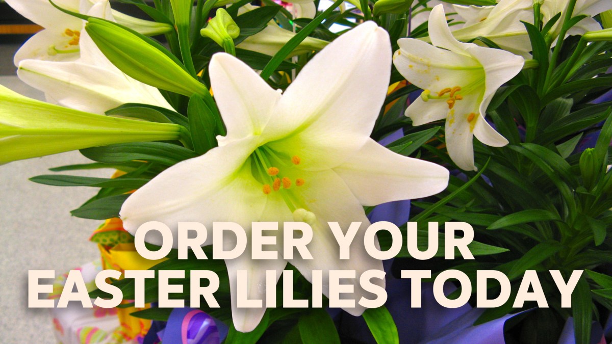 Celebrate Easter with Beautiful&nbsp;Lilies